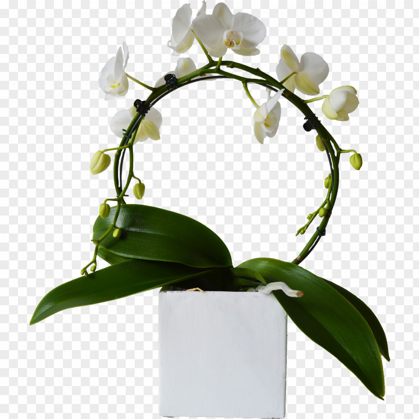 Flower Moth Orchids Cut Flowers Plant Stem Branch PNG