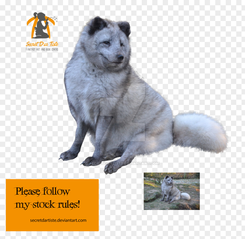 Fox Baby Norwegian Elkhound Snout Dog Breed Fur PNG