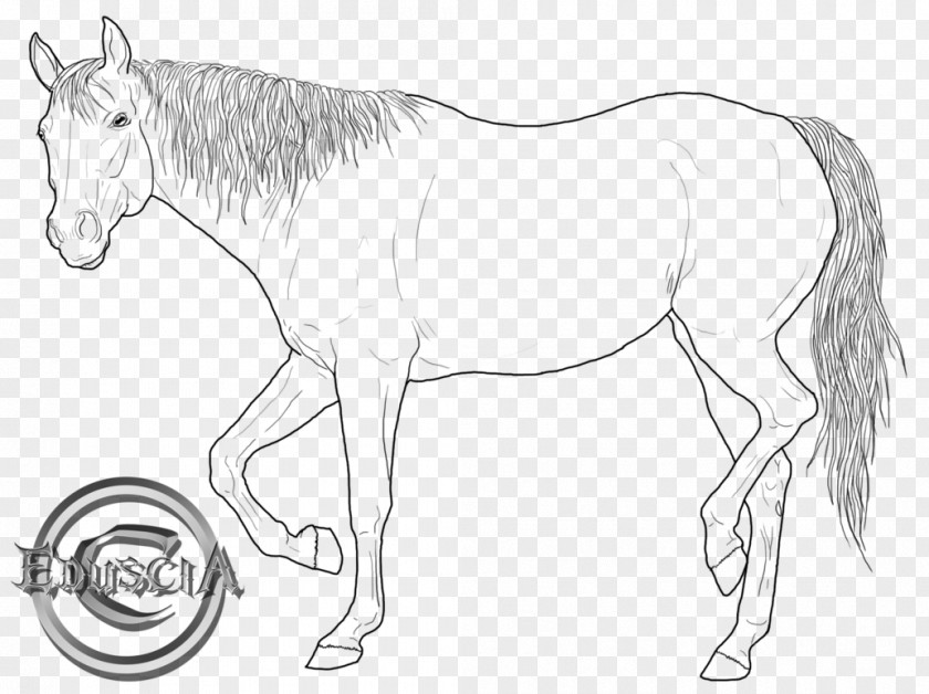 Horse Color American Quarter Arabian Drawing Line Art Stallion PNG