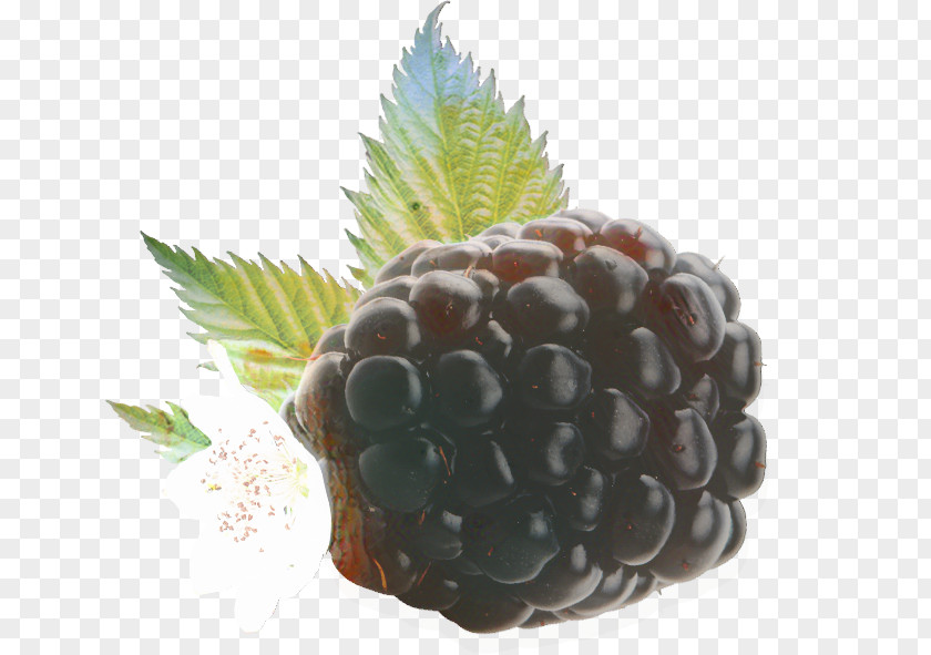 Loganberry Frutti Di Bosco Pineapple Cartoon PNG