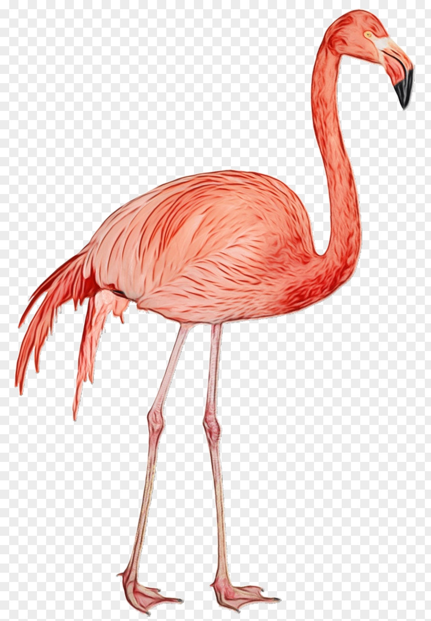 Flamingo PNG