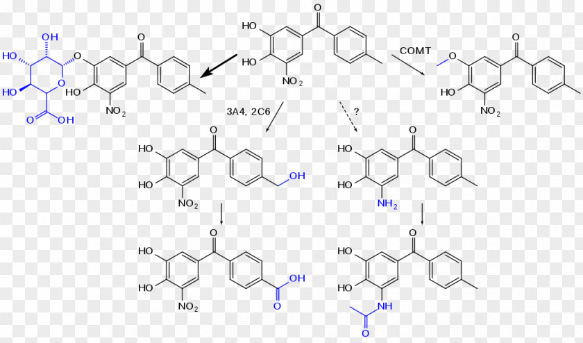 Metabolism Conjugated System Xanthene Chemistry Electrophilic Aromatic Directing Groups Chemical Compound PNG