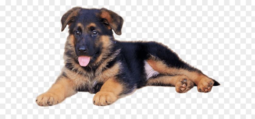 Puppy German Shepherd East-European King White PNG