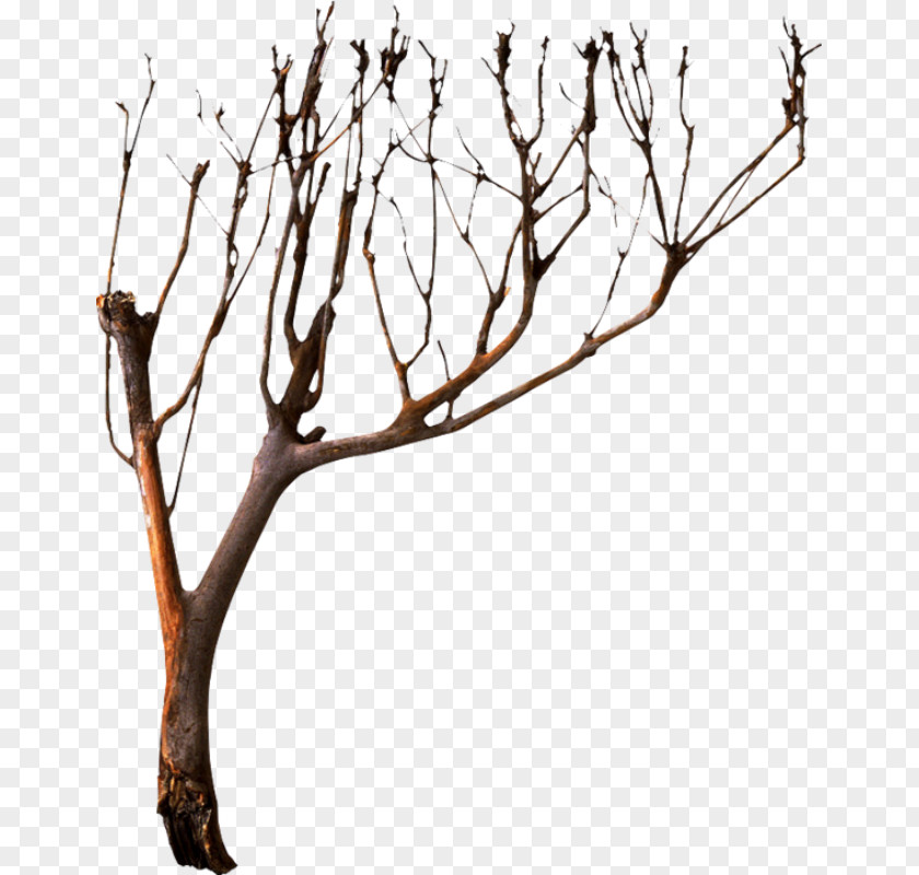 Tree Branch Clip Art PNG