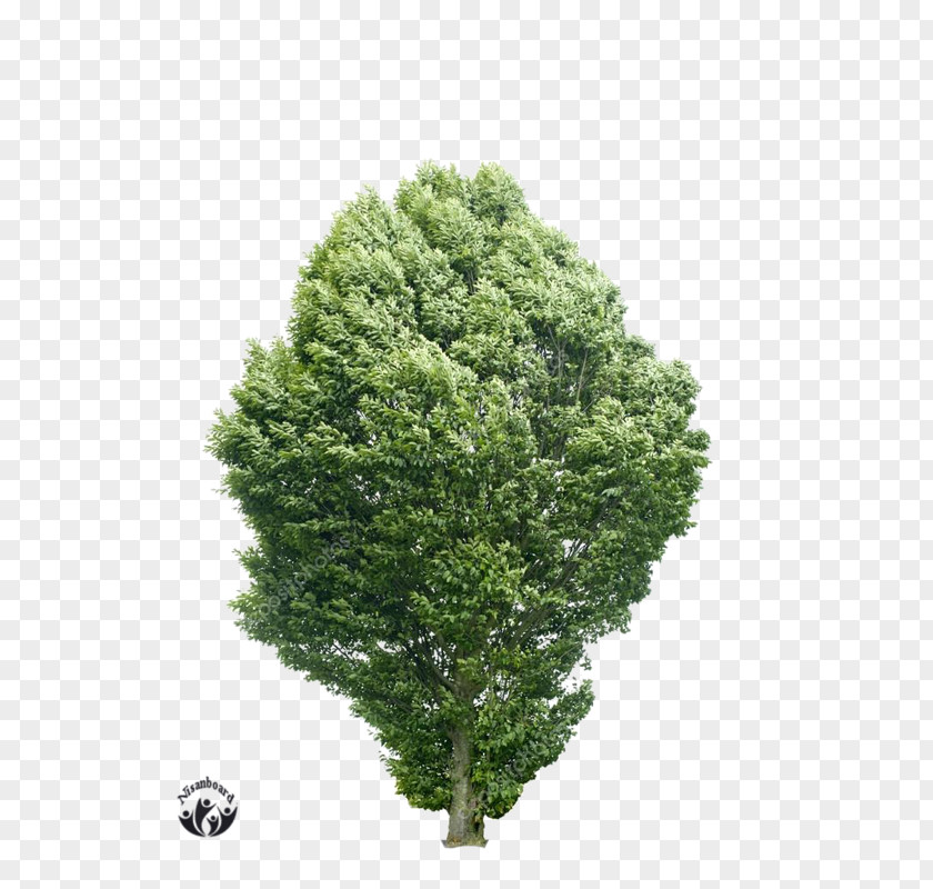 Tree Royalty-free Conifers Photography PNG