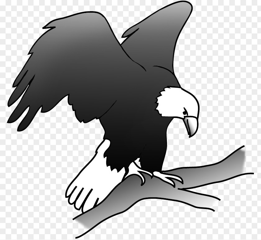 Bird Bald Eagle Clip Art PNG