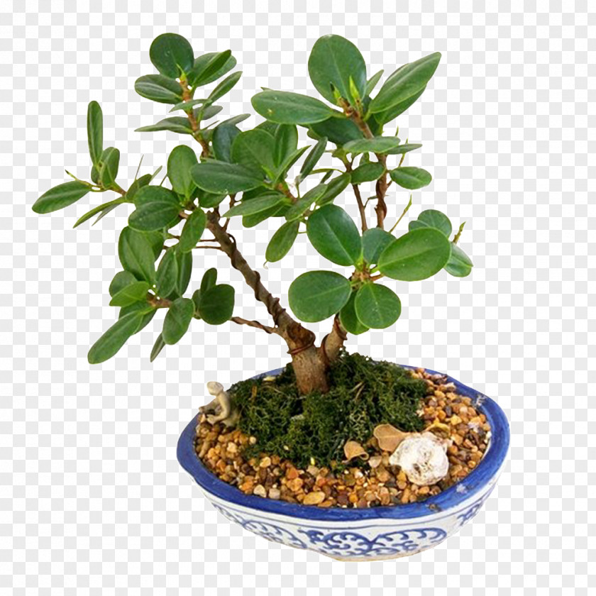 Bonsai Graphic Banyan Chinese Sweet Plum Image PNG