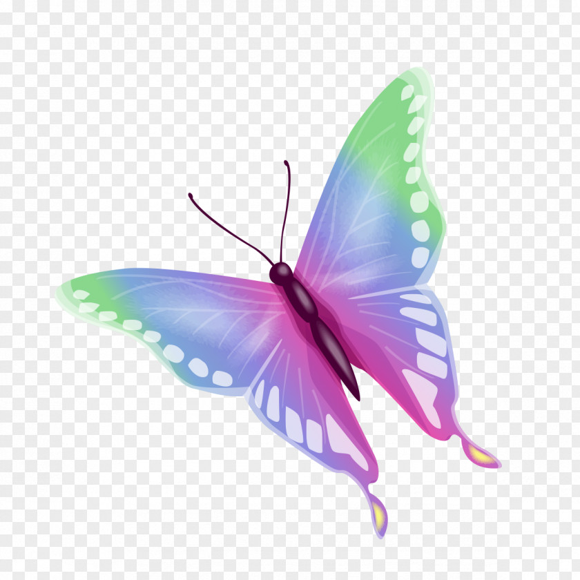 Colorful Butterfly Image Nymphalidae PNG