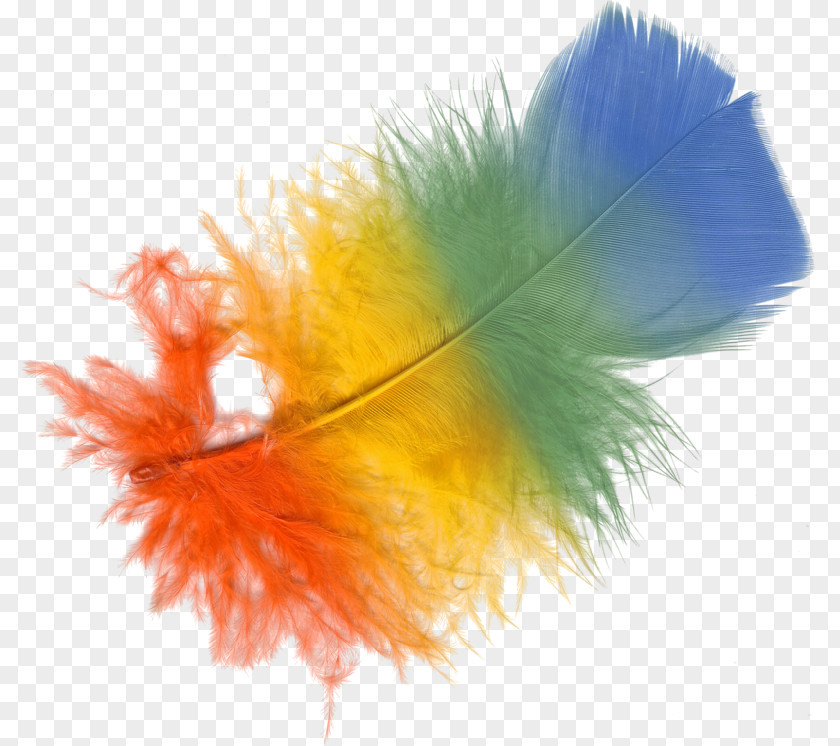 Colorful Feather Adobe Photoshop Psd Systems Computer File PNG