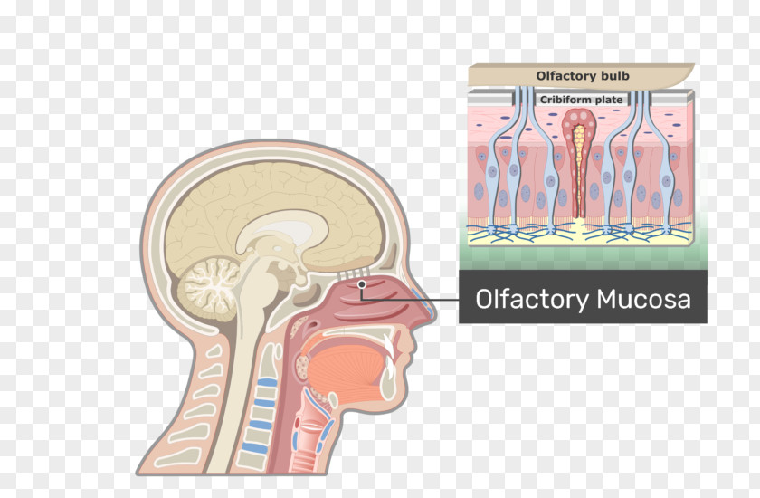 Nose Eustachian Tube Pharynx Anatomy Larynx Adenoid PNG