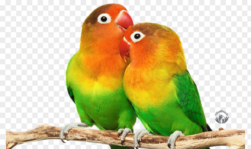 Parrot Lovebird Budgerigar Desktop Wallpaper PNG
