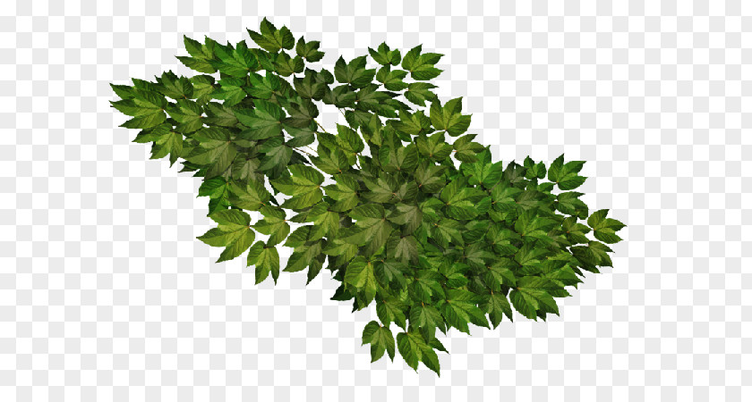 Plant Shrub Visual Arts Clip Art PNG