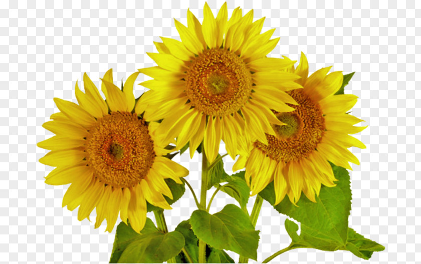 Flower Common Sunflower Silage Clip Art PNG