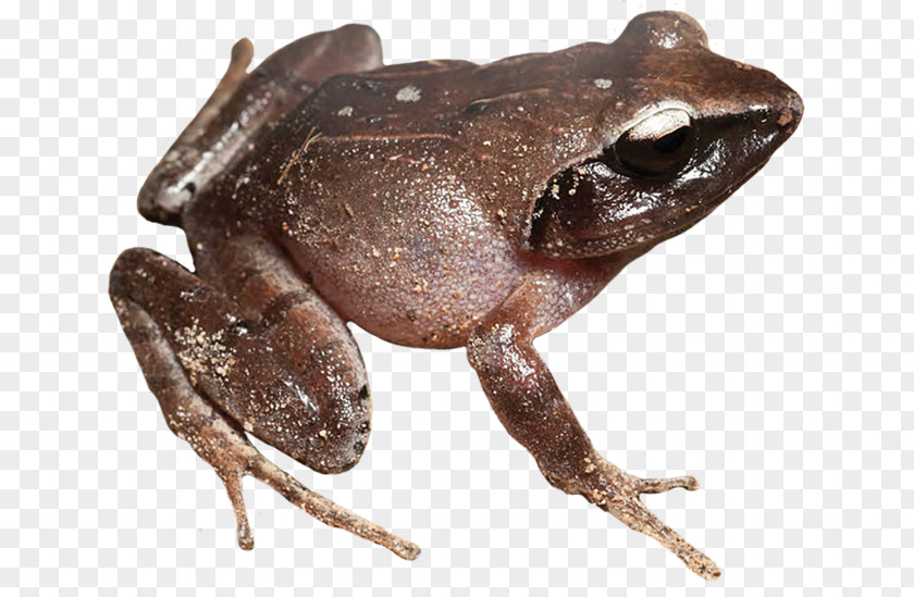 Frog American Bullfrog True Amphibians Wood PNG