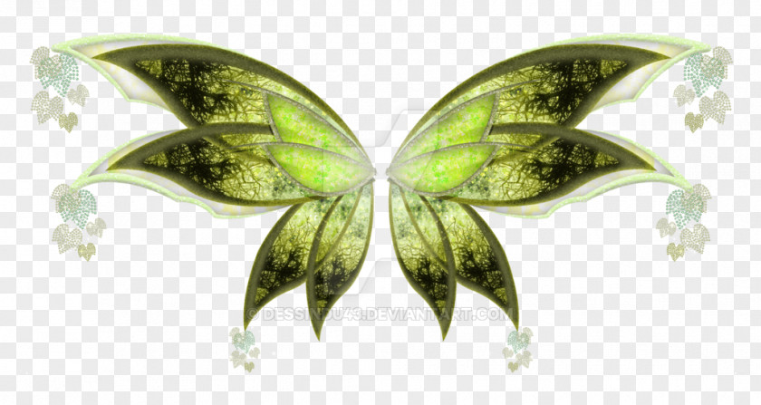 Leaf Moth PNG