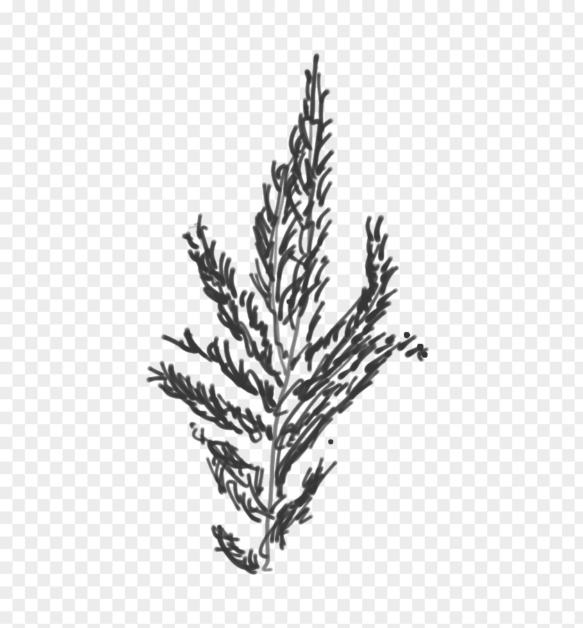 Norway Decoration Spruce Tax Law Keyword Tool Tree PNG