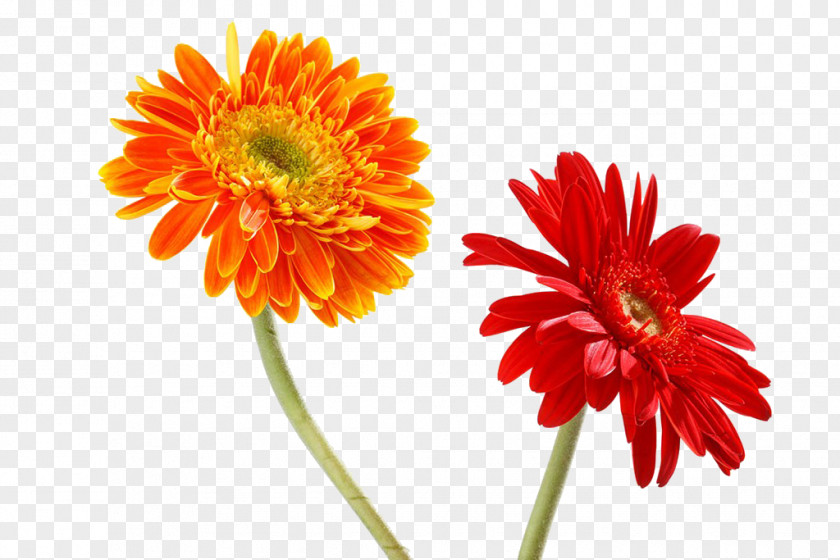 Red And Orange Chrysanthemum Transvaal Daisy PNG