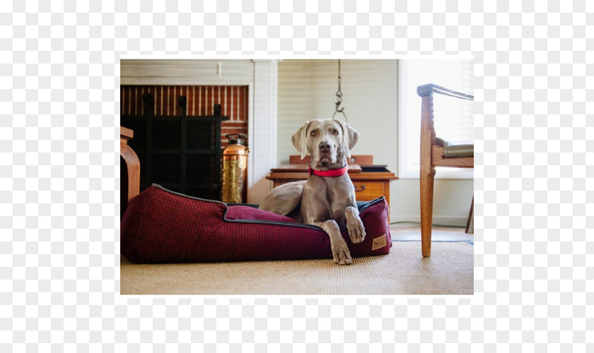 Table Dog Breed Sofa Bed Couch PNG