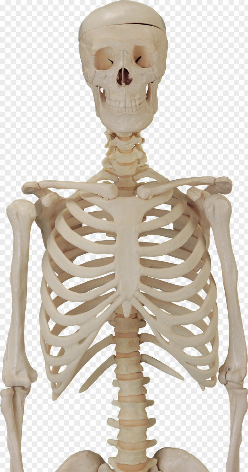 Biomedical Skeleton Human Skull Clip Art PNG