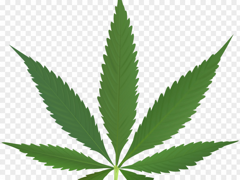 Cannabis Sativa Medical Leaf Smoking PNG