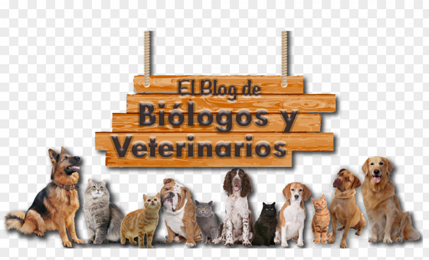 Dog Breed Puppy Veterinary Medicine Pet PNG