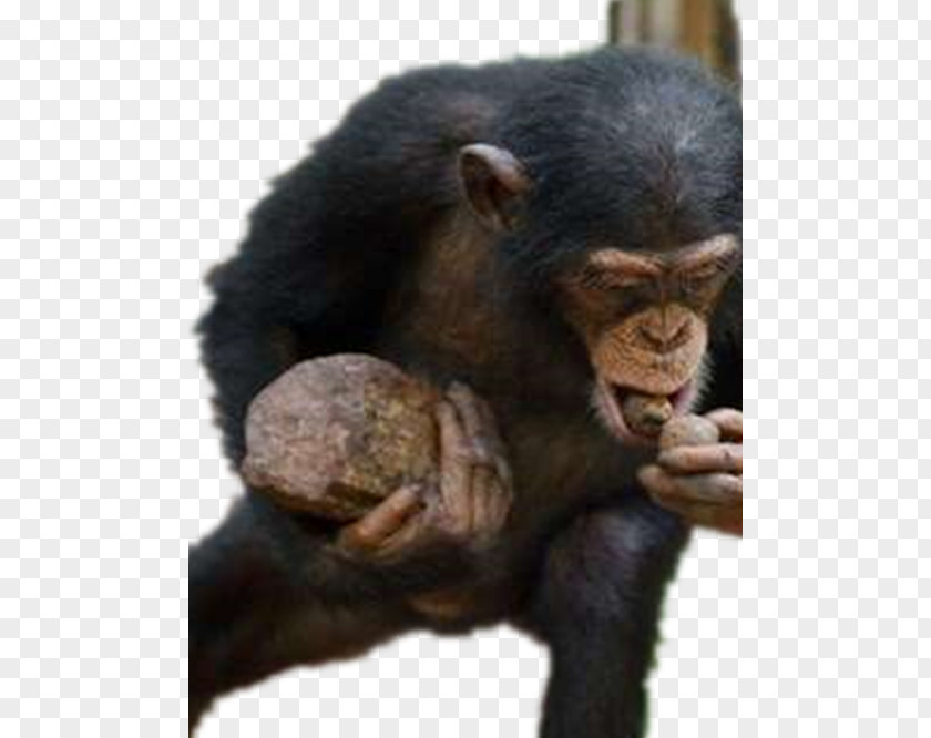 Eating Gorilla Common Chimpanzee Kibale National Park Western Primate Monkey PNG
