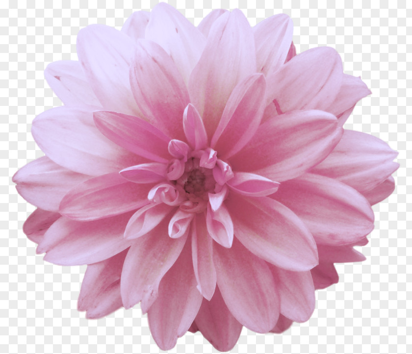 Flower Dahlia Cut Flowers PNG