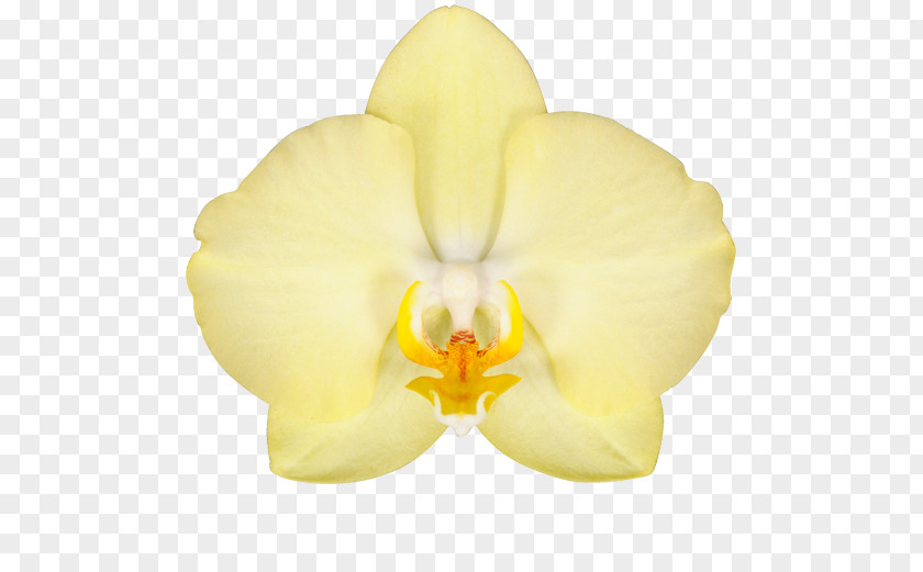 Flower Moth Orchids Cut Flowers Denim PNG