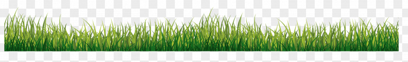 Grass Grasses Green PNG