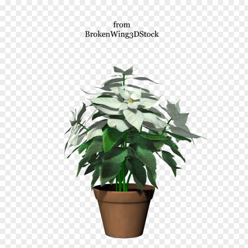 Potted Plant Flowerpot Houseplant Tree PNG