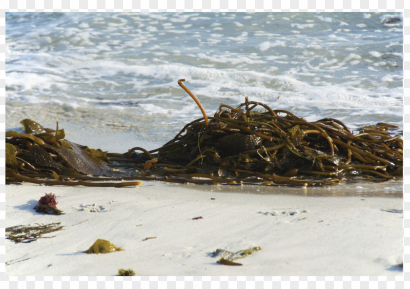 Sea Ascophyllum Nodosum Algae Seaweed Kelp PNG