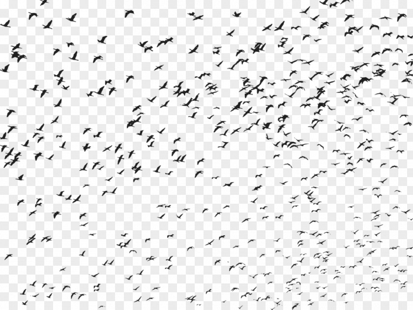 Animal Migration Silhouette Flying Bird Background PNG