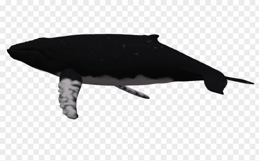 Cartoon Humpback Whale Dolphin Clip Art PNG