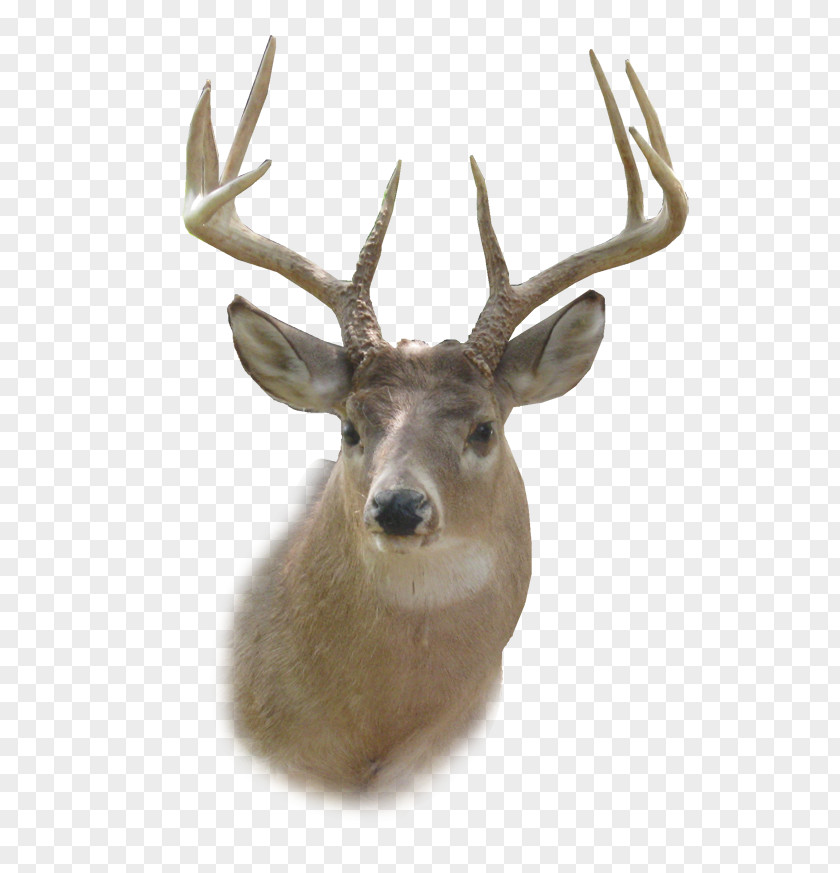 Deer Head HD White-tailed Reindeer Clip Art PNG