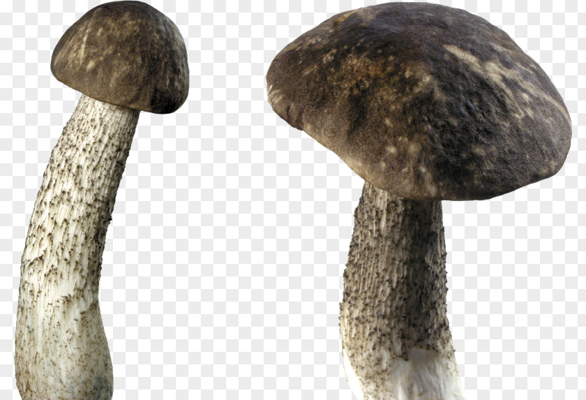 Mushroom Edible Desktop Wallpaper PNG