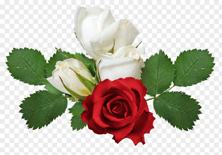 Red And White Roses Rose Flower Clip Art PNG