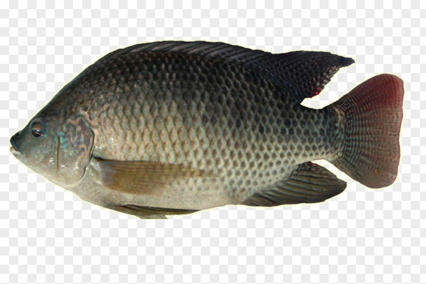 Fish Nile Tilapia Freshwater Perch PNG