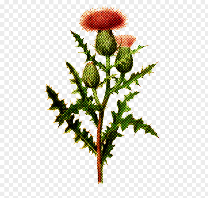 Flower Plant Bud Stem Oriental Poppy PNG