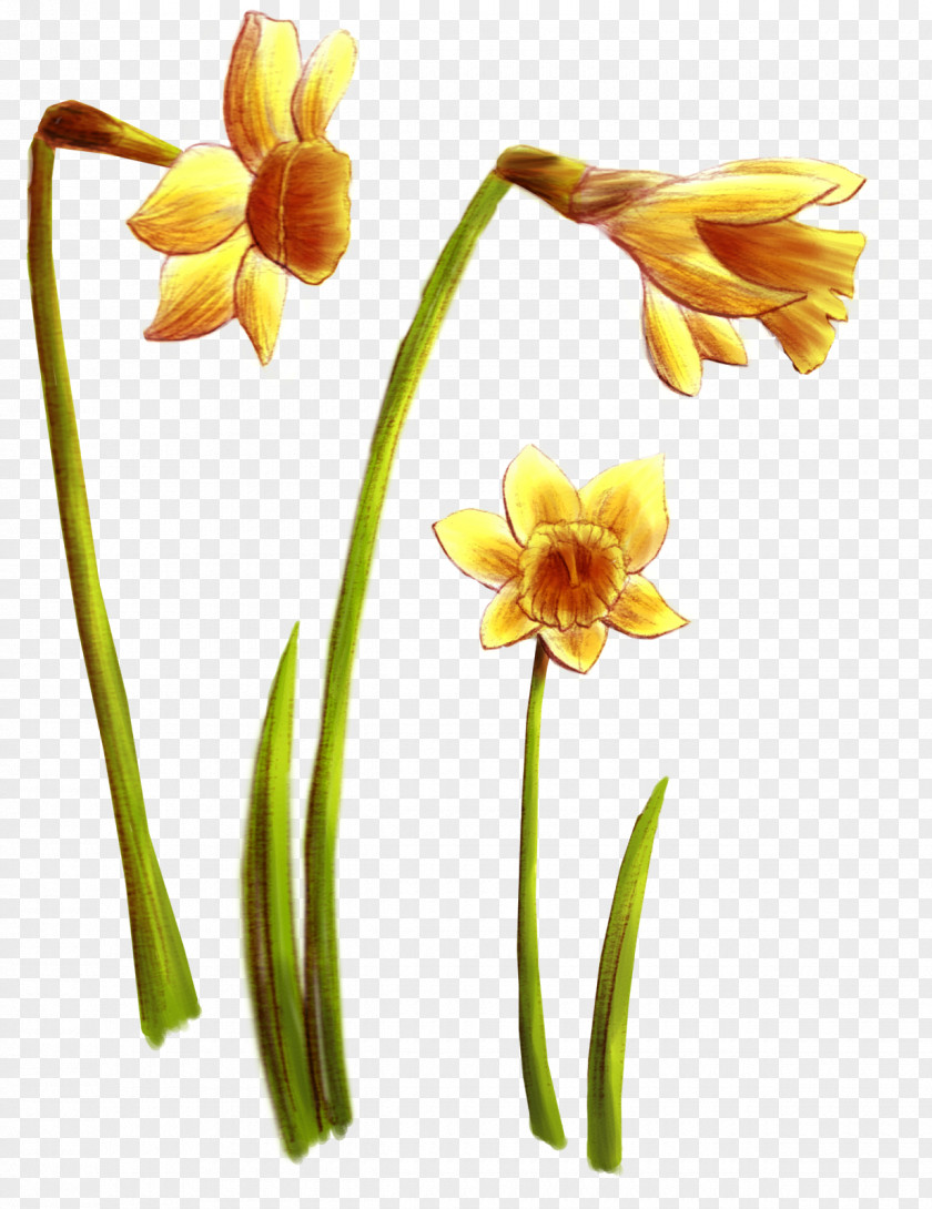 Flower Wildflower Daffodil Cut Flowers Tulip PNG