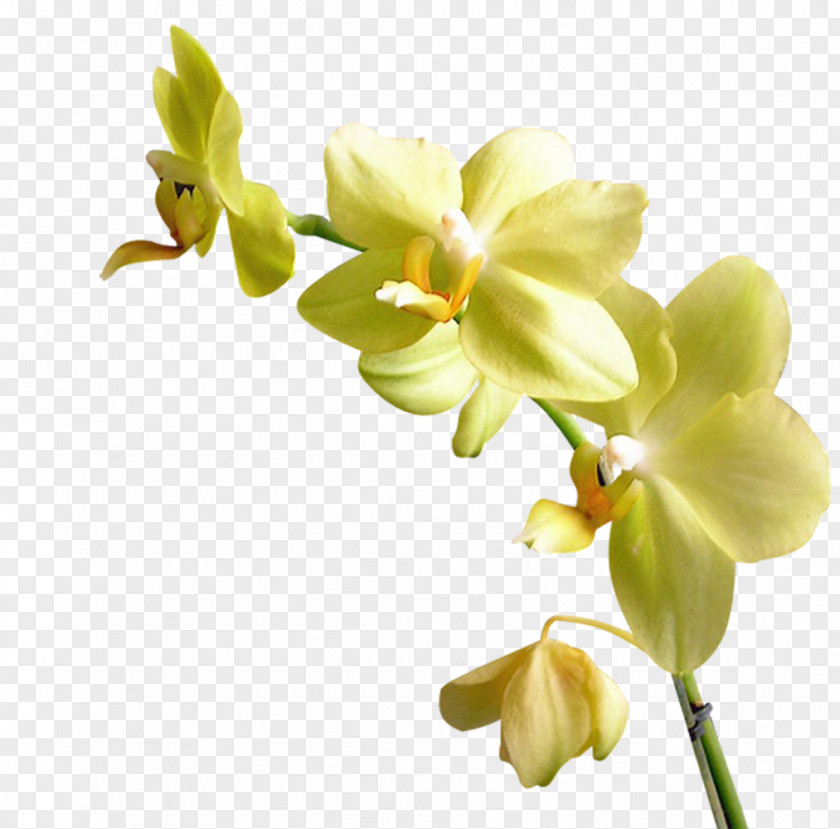 Kartikeya Flower Orchids Yellow Clip Art PNG