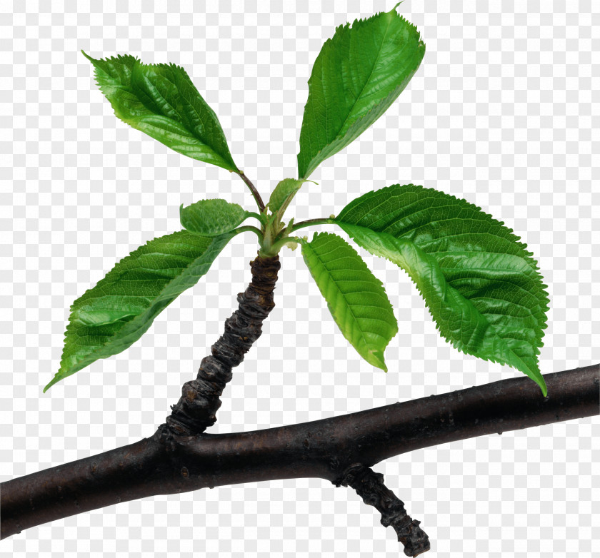 Leaf Branch Green Clip Art PNG