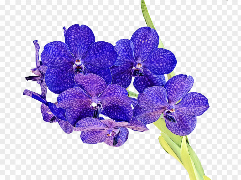 Moth Orchid Petal Lavender PNG