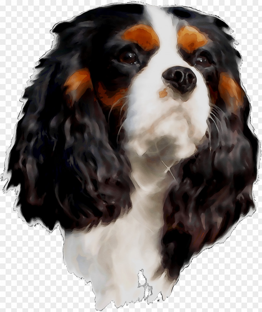 Cavalier King Charles Spaniel Dog Breed Companion PNG