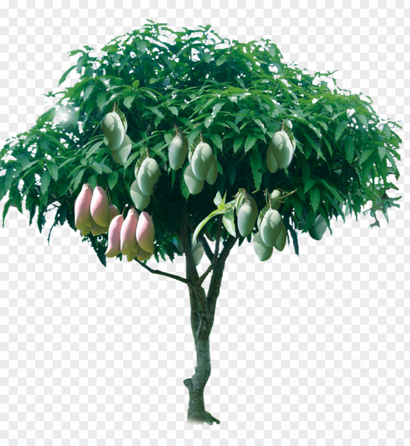 Fruitful Mango Tree PNG