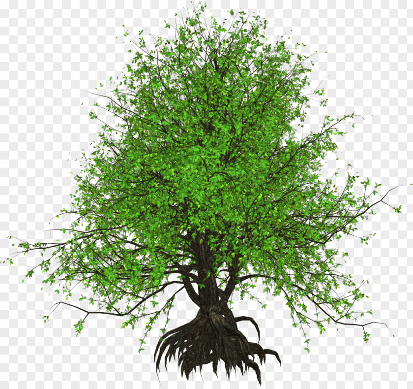 Kartikeya Tree Shrub Plant Technology Birch PNG