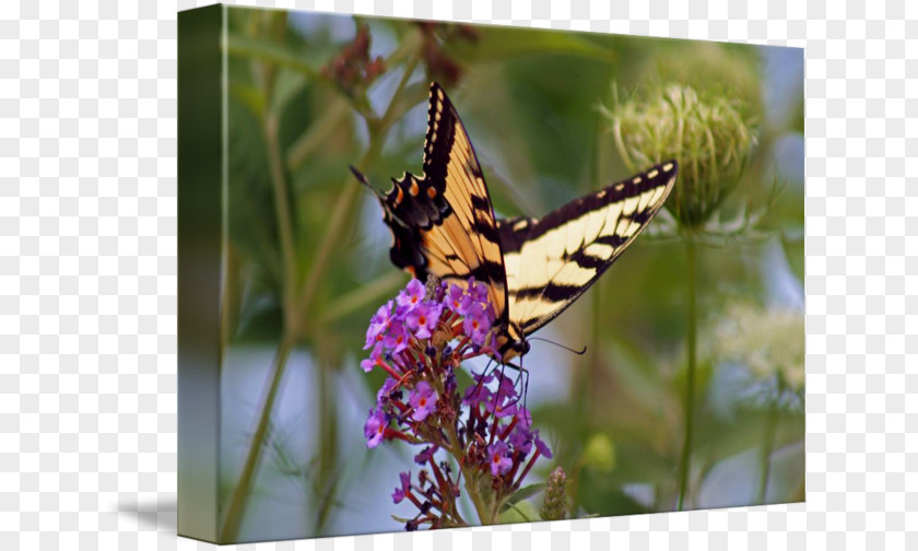 Glossy Butterflys Monarch Butterfly Lycaenidae Moth Nymphalidae PNG