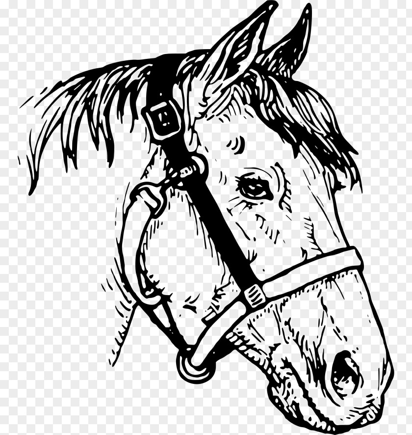 Horse Drawing Clip Art PNG