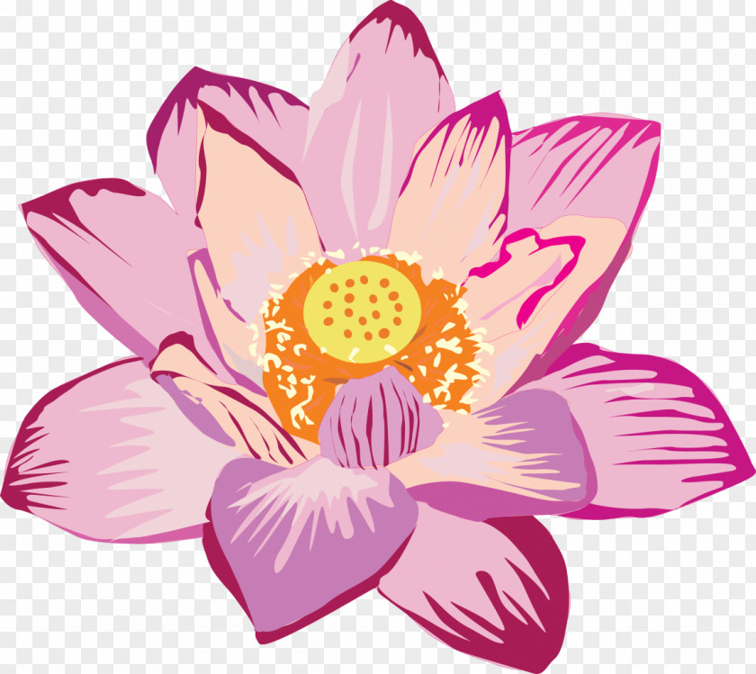 Pink Flower Nelumbo Nucifera Aquatic Plants PNG