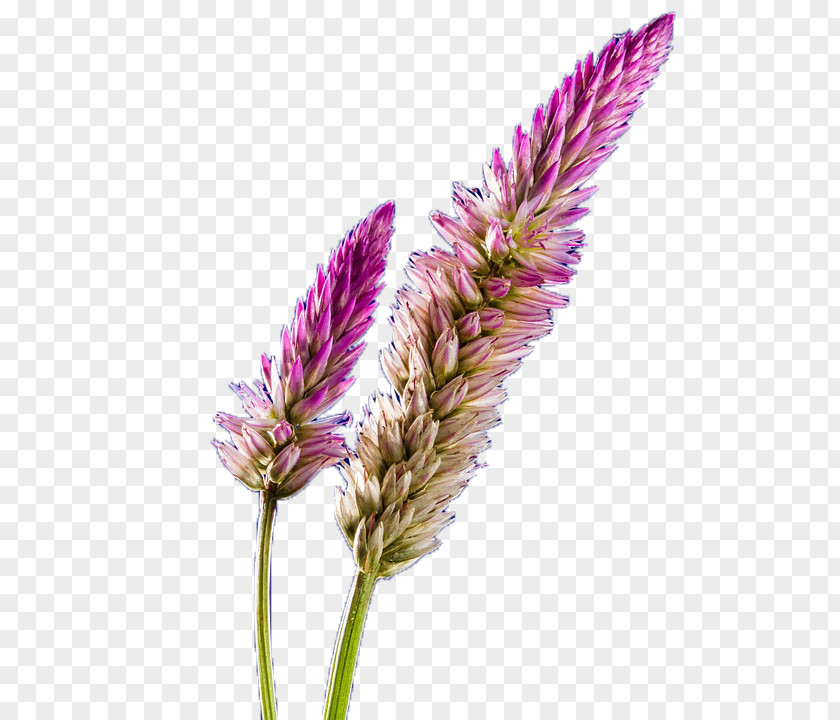 Purple Lavender Violet Google Images PNG