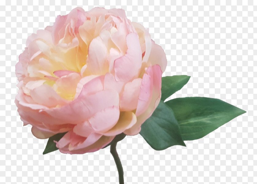 Subshrubby Peony Flower Centifolia Roses Garden Artificial Pink PNG